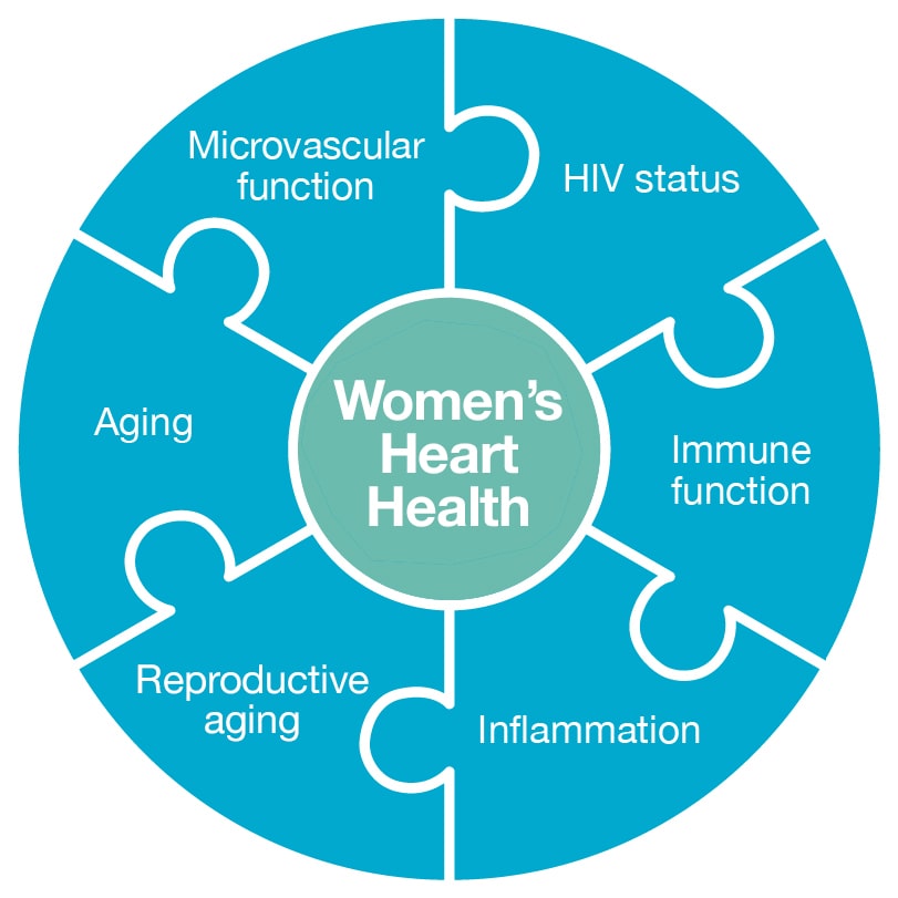 Graphic showing six interlocking factors (microvascular function, HIV status, immune function, inflammation, reproductive aging, and aging) in a ring labeled Women's Heart Health.